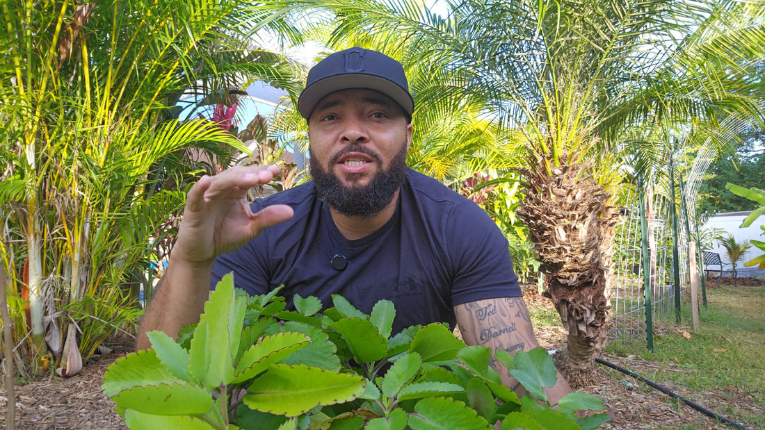 The Complete Guide to Growing Leaf of Life in Florida: From Propagation to Harvest and Medicinal Uses