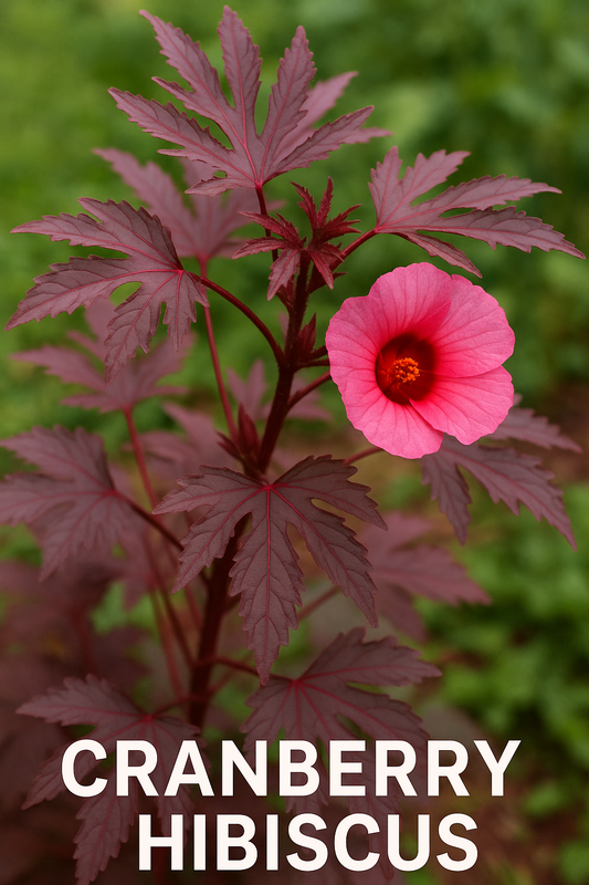 Cranberry hibiscus the Florida friendly beauty you can eat