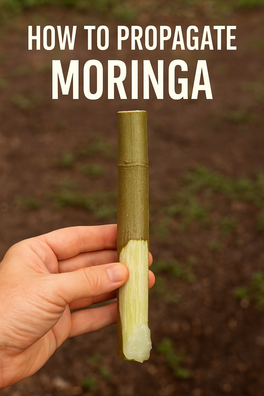 How to propagate moringa the right way