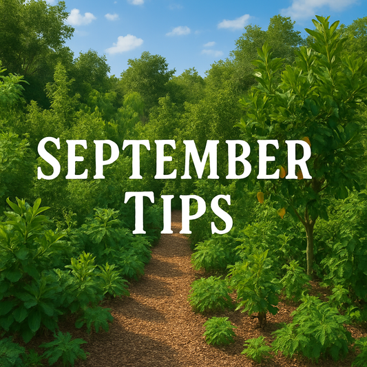 Why September is the month to reset your food forest