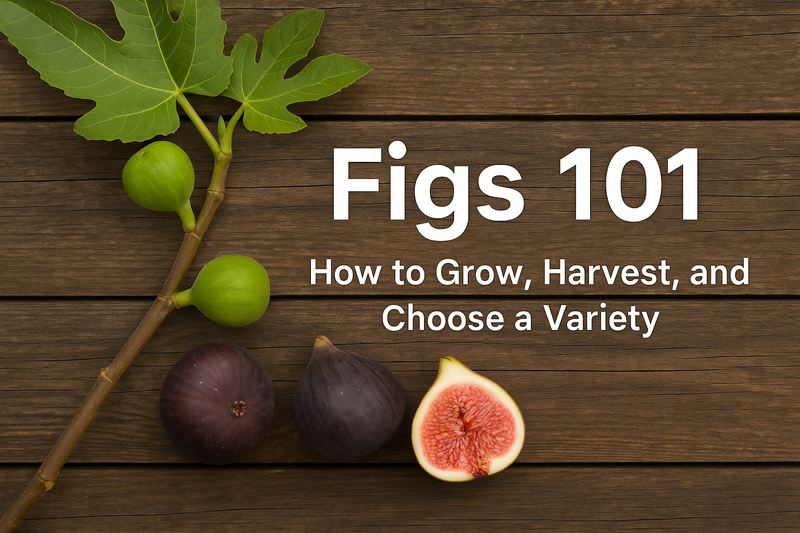 Fig Trees 101: How to Grow, Harvest, and Choose the Right Variety