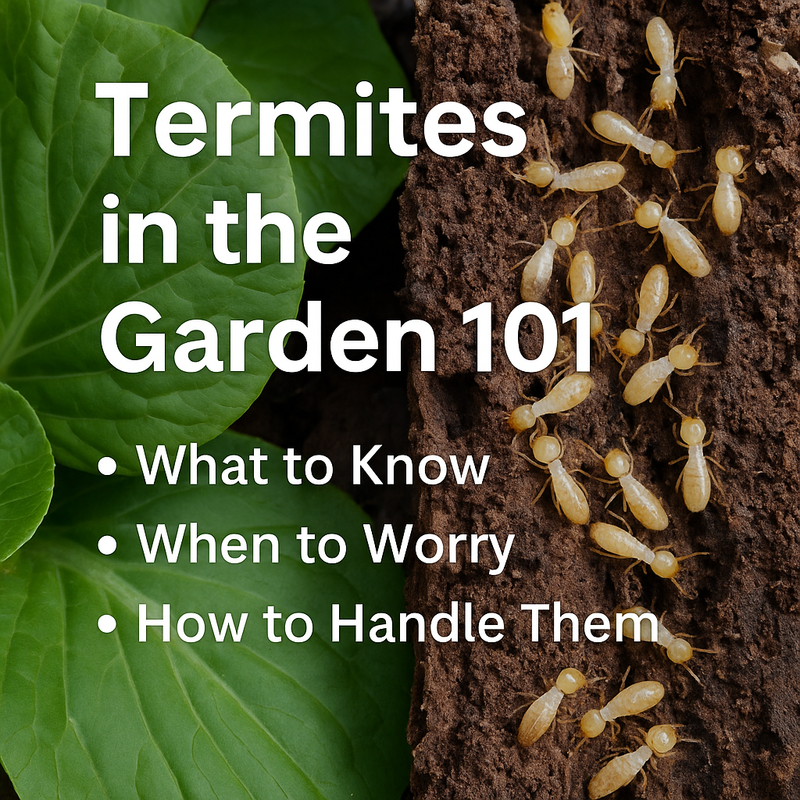 Termites in the Garden: A Complete 101 Guide