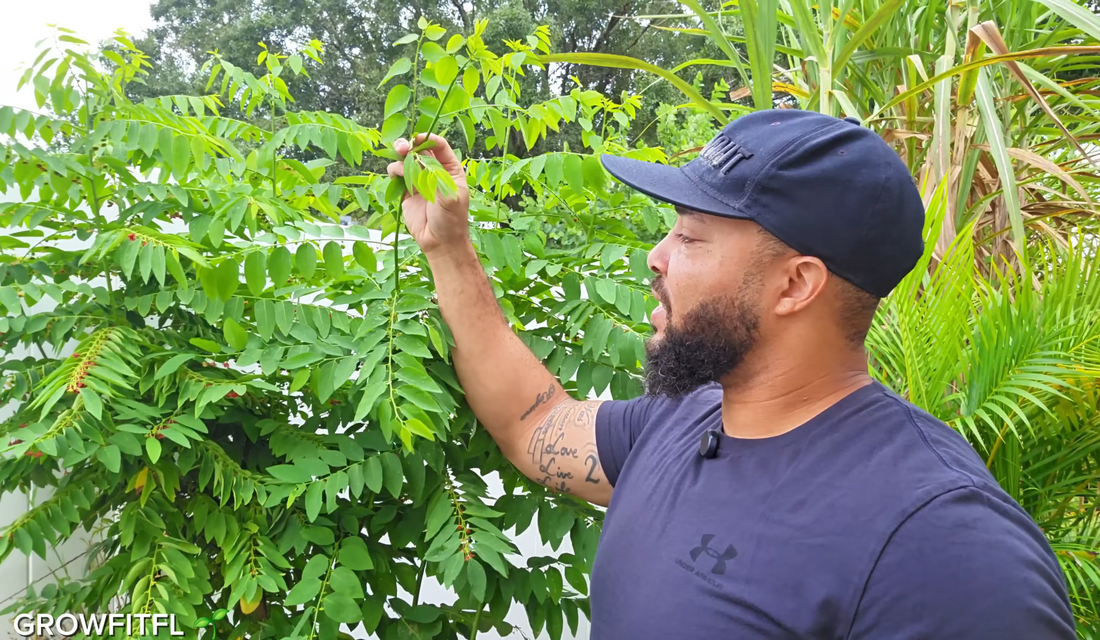 5 pruning mistakes most Florida gardeners
