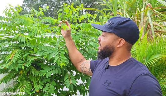5 pruning mistakes most Florida gardeners