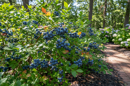 How to grow blueberries in the South varieties soil and care