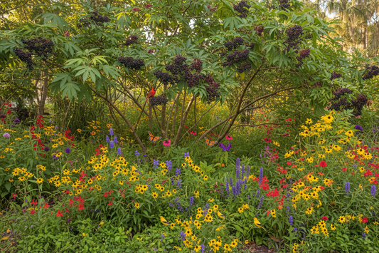 Native plants for southern gardens beauty food and wildlife in one