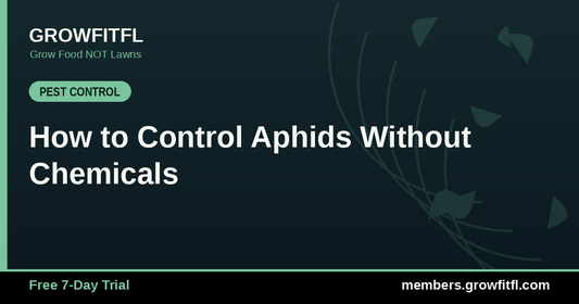 How to Control Aphids Without Chemicals - GrowFitFL Florida gardening