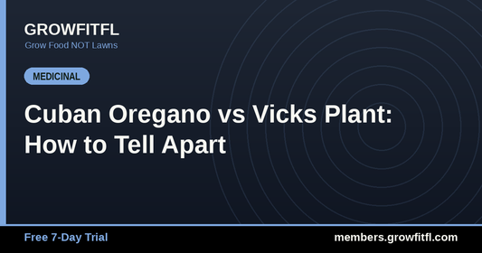 Cuban Oregano vs Vicks Plant: How to Tell Apart - GrowFitFL Florida gardening