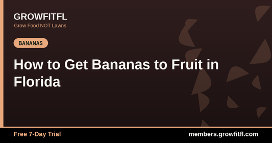 How to Get Bananas to Fruit in Florida - GrowFitFL Florida gardening