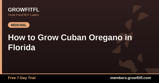 How to Grow Cuban Oregano in Florida - GrowFitFL Florida gardening