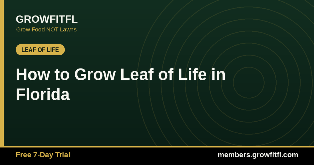 How to Grow Leaf of Life in Florida - GrowFitFL Florida gardening
