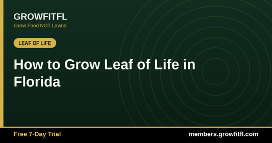 How to Grow Leaf of Life in Florida - GrowFitFL Florida gardening