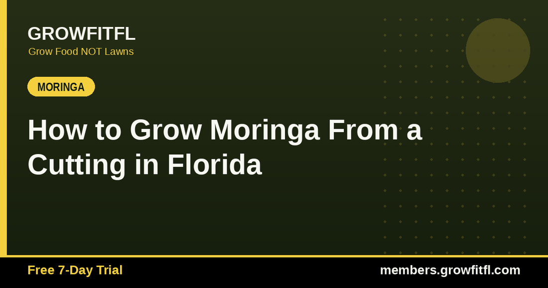 How to Grow Moringa From a Cutting in Florida - GrowFitFL Florida gardening