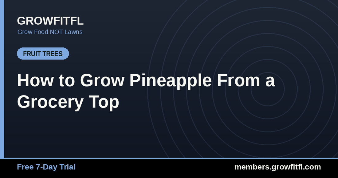 How to Grow Pineapple From a Grocery Top - GrowFitFL Florida gardening