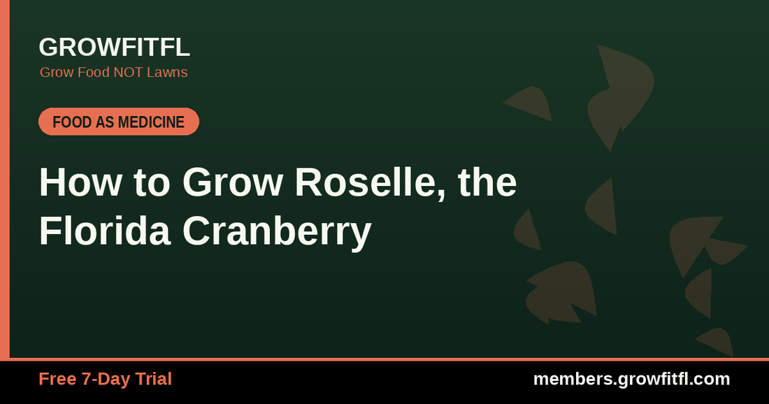 How to Grow Roselle, the Florida Cranberry - GrowFitFL Florida gardening