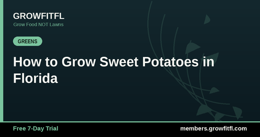 How to Grow Sweet Potatoes in Florida - GrowFitFL Florida gardening