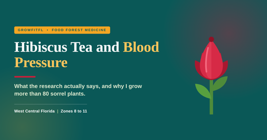 GrowFitFL cover graphic on a dark green background reading Hibiscus Tea and Blood Pressure, with an illustrated red roselle sorrel calyx on a green stem.