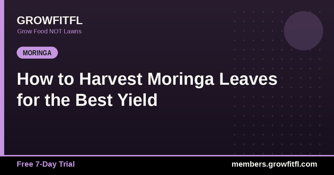 How to Harvest Moringa Leaves for the Best Yield - GrowFitFL Florida gardening