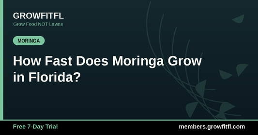 How Fast Does Moringa Grow in Florida? - GrowFitFL Florida gardening