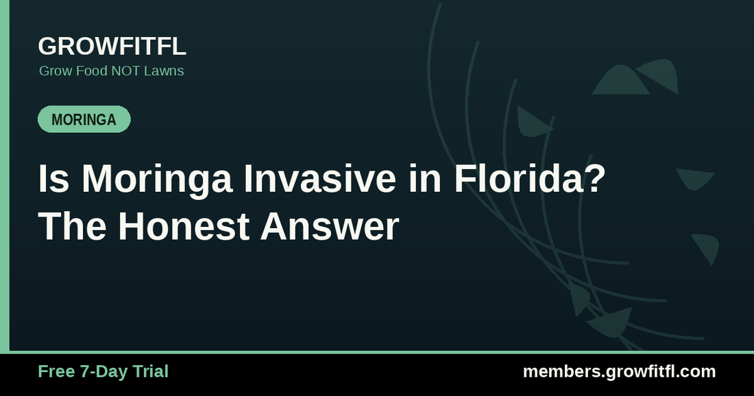 Is Moringa Invasive in Florida? The Honest Answer - GrowFitFL Florida gardening