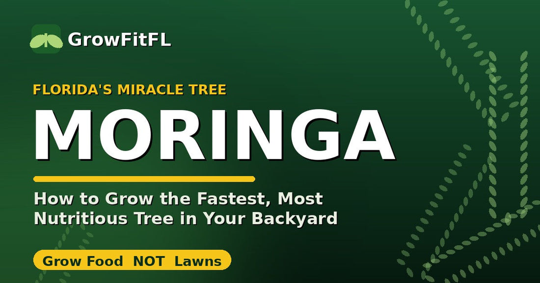 How to grow moringa in Florida, the miracle tree, a GrowFitFL guide by Jermaine Jefferson