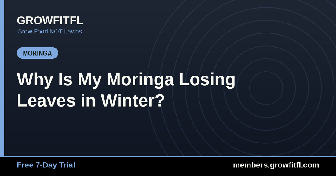 Why Is My Moringa Losing Leaves in Winter? - GrowFitFL Florida gardening