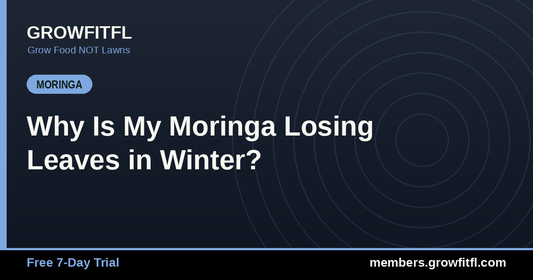 Why Is My Moringa Losing Leaves in Winter? - GrowFitFL Florida gardening