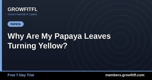 Why Are My Papaya Leaves Turning Yellow? - GrowFitFL Florida gardening