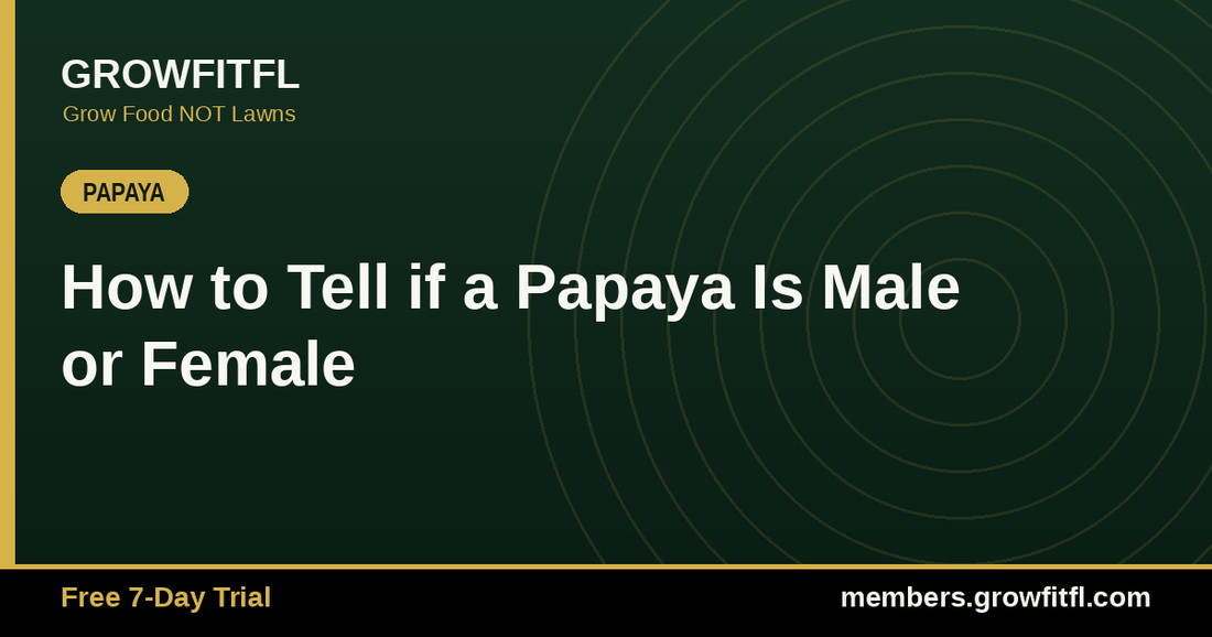 How to Tell if a Papaya Is Male or Female - GrowFitFL Florida gardening