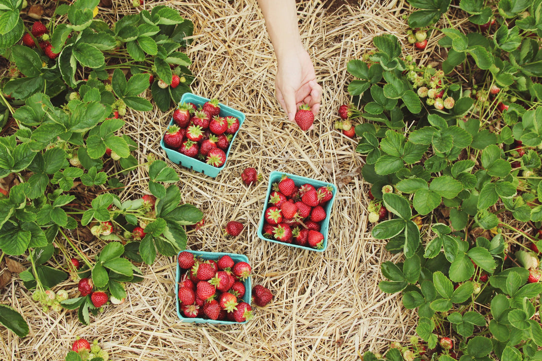 Raised vegetable garden beds planned for the Florida growing season