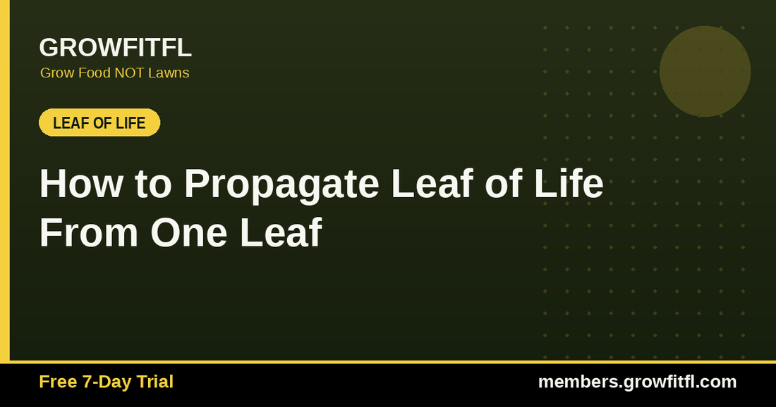 How to Propagate Leaf of Life From One Leaf - GrowFitFL Florida gardening