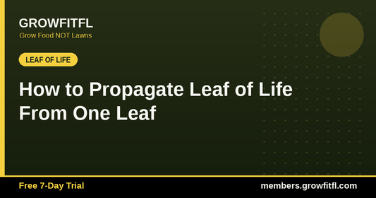 How to Propagate Leaf of Life From One Leaf - GrowFitFL Florida gardening