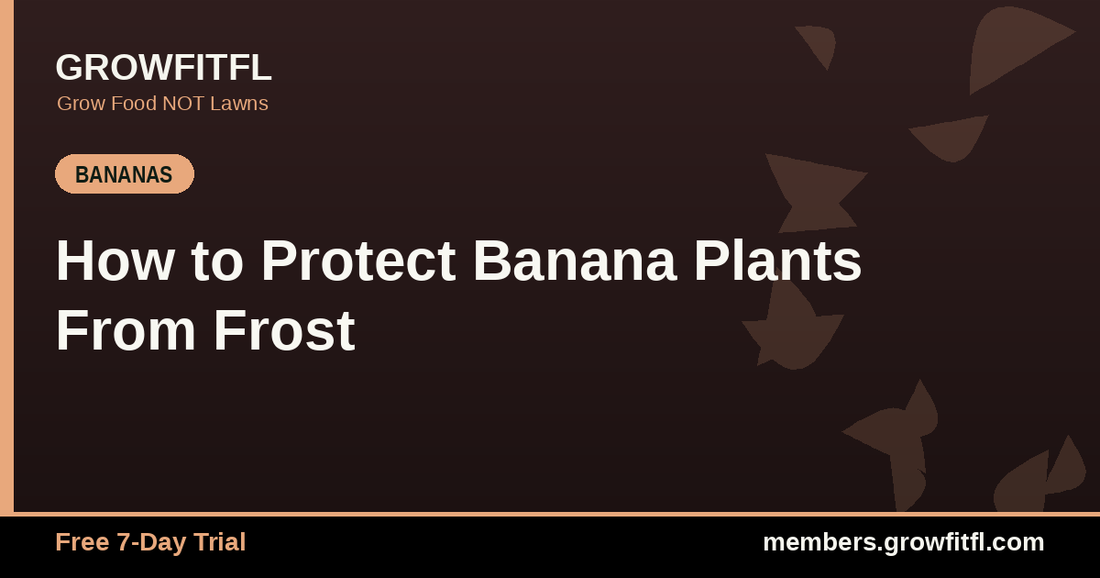 How to Protect Banana Plants From Frost - GrowFitFL Florida gardening