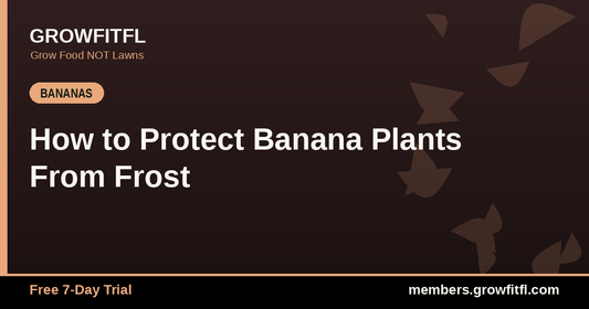 How to Protect Banana Plants From Frost - GrowFitFL Florida gardening