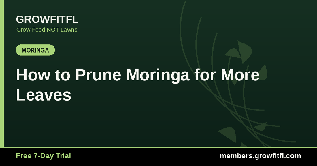 How to Prune Moringa for More Leaves - GrowFitFL Florida gardening