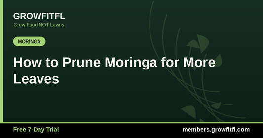 How to Prune Moringa for More Leaves - GrowFitFL Florida gardening