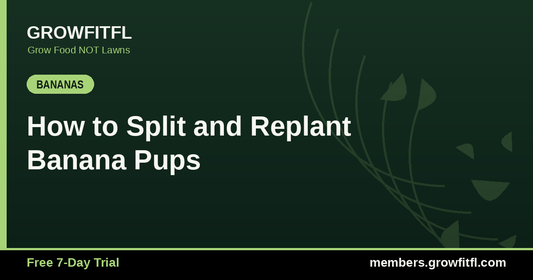 How to Split and Replant Banana Pups - GrowFitFL Florida gardening