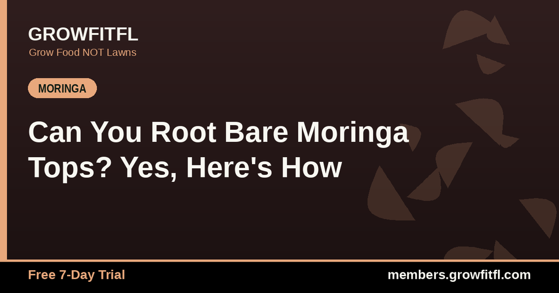 Can You Root Bare Moringa Tops? Yes, Here's How - GrowFitFL Florida gardening