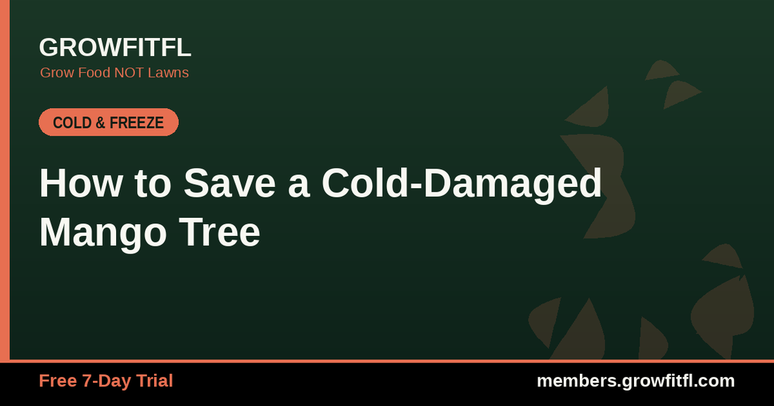 How to Save a Cold-Damaged Mango Tree - GrowFitFL Florida gardening