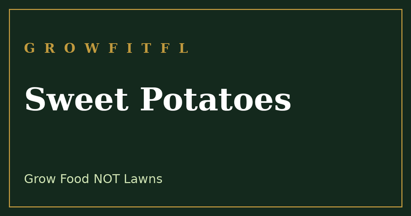How to grow sweet potatoes in the South, a hard to kill staple crop - GrowFitFL Florida gardening