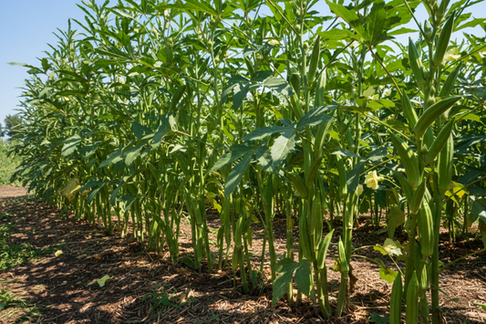 How to grow okra in the South the summer vegetable that never quits