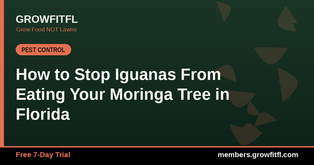 How to stop iguanas from eating your moringa tree in Florida
