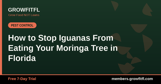 How to stop iguanas from eating your moringa tree in Florida