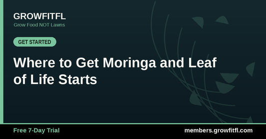 Where to Get Moringa and Leaf of Life Starts - GrowFitFL Florida gardening