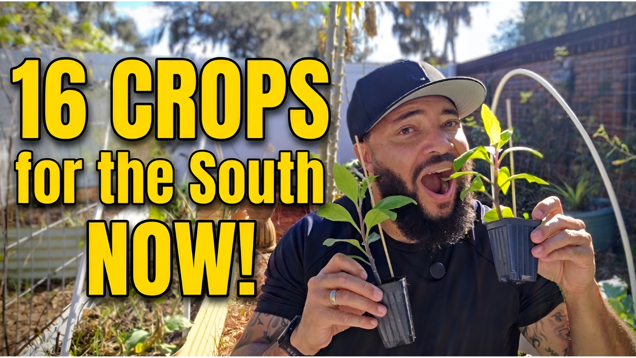 Load video: 16 Crops for the South
