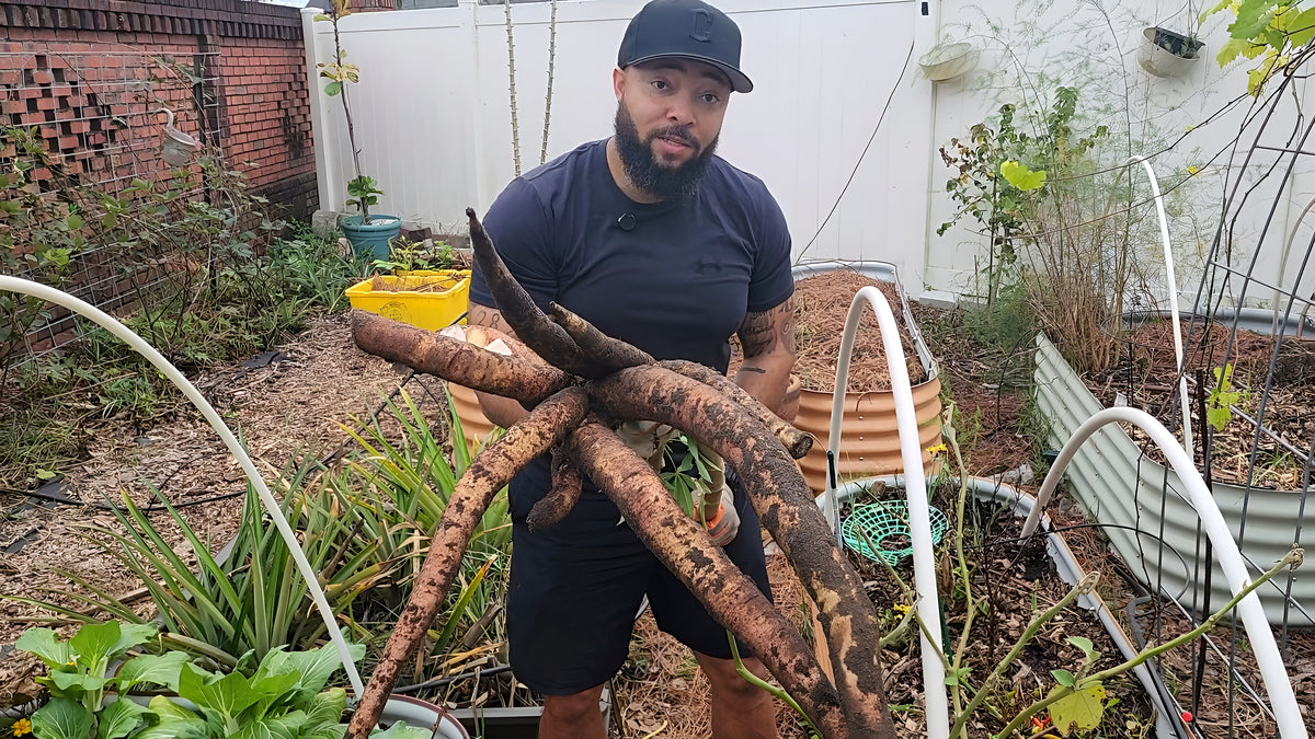 Jermaine Jefferson holding a freshly dug cassava harvest in his backyard garden